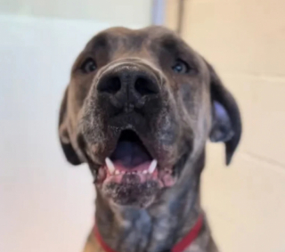 Illustration de l'article : Après 400 jours passés dans un refuge, Moose le Dogue Allemand perd peu à peu l’espoir de trouver une famille (vidéo)