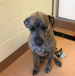 Illustration de l'article : Après 400 jours passés dans un refuge, Moose le Dogue Allemand perd peu à peu l’espoir de trouver une famille (vidéo)