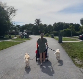 Illustration de l'article : Un Labrador Retriever sénior, souffrant d’arthrite, peut profiter de longues balades quotidiennes, grâce à l’idée ingénieuse de sa maîtresse (vidéo)