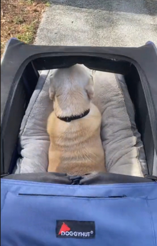 Illustration de l'article : Un Labrador Retriever sénior, souffrant d’arthrite, peut profiter de longues balades quotidiennes, grâce à l’idée ingénieuse de sa maîtresse (vidéo)