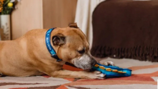 Illustration de l'article : Ce Staffordshire Bull Terrier voit les jours défiler derrière les barreaux de son chenil, sans que personne ne s’intéresse à lui