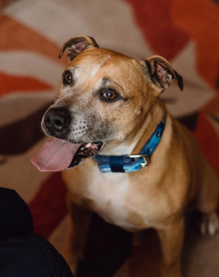 Illustration de l'article : Ce Staffordshire Bull Terrier voit les jours défiler derrière les barreaux de son chenil, sans que personne ne s’intéresse à lui