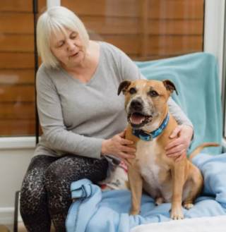 Illustration de l'article : Ce Staffordshire Bull Terrier voit les jours défiler derrière les barreaux de son chenil, sans que personne ne s’intéresse à lui