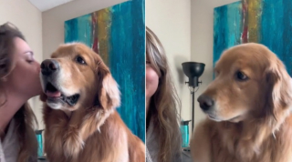 Illustration de l'article : Ce Golden Retriever adore les bisous et a sa manière bien à lui d’en réclamer plus (vidéo)