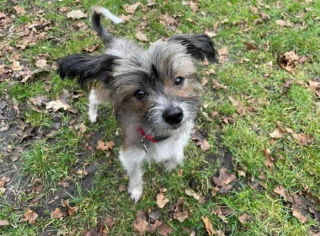 Illustration de l'article : Ce chien au passé difficile a été sauvé par des bénévoles qui le préparent à trouver sa nouvelle famille