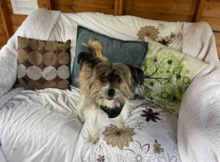 Illustration de l'article : Ce chien au passé difficile a été sauvé par des bénévoles qui le préparent à trouver sa nouvelle famille