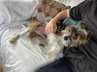 Illustration de l'article : Ce chien au passé difficile a été sauvé par des bénévoles qui le préparent à trouver sa nouvelle famille