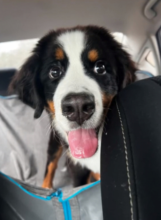 Illustration de l'article : Cette femme décide de surprendre son mari, en lui offrant un chiot Bouvier Bernois (vidéo)