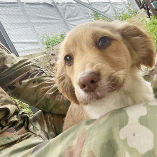 Illustration de l'article : Strawberry, Luna Moon et Duchess, 3 chiots errants, peuvent commencer une nouvelle vie grâce aux militaires qui les ont recueillis
