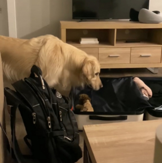 Illustration de l'article : En voyant ses propriétaires préparer leur valise, ce Golden Retriever y ajoute ses affaires dans l’espoir d’être du voyage (vidéo)