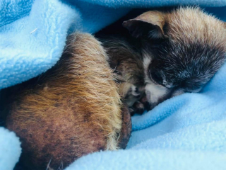 Illustration de l'article : Des bénévoles adressent une lettre touchante aux propriétaires d’un chien sénior, abandonné car jugé trop vieux