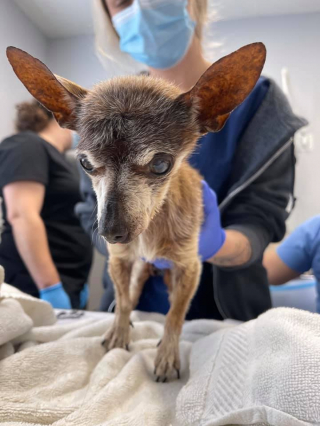 Illustration de l'article : Des bénévoles adressent une lettre touchante aux propriétaires d’un chien sénior, abandonné car jugé trop vieux