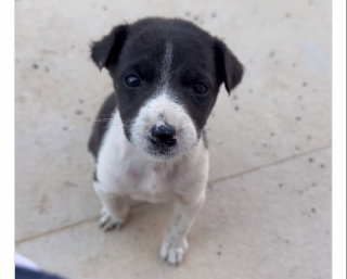 Illustration de l'article : Gr&acirc;ce au hasard, cette amoureuse des animaux croise la route d&rsquo;un chiot de 3 semaines laiss&eacute; pour compte, qui aboyait pour attirer l&rsquo;attention (vid&eacute;o)