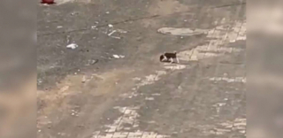 Illustration de l'article : Grâce au hasard, cette amoureuse des animaux croise la route d’un chiot de 3 semaines laissé pour compte, qui aboyait pour attirer l’attention (vidéo)