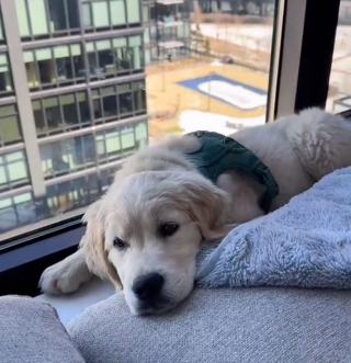 Illustration de l'article : Ce chiot fait la rencontre d&rsquo;un laveur de vitres qui devient son nouvel ami (vid&eacute;o)