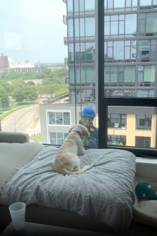 Illustration de l'article : Ce chiot fait la rencontre d&rsquo;un laveur de vitres qui devient son nouvel ami (vid&eacute;o)