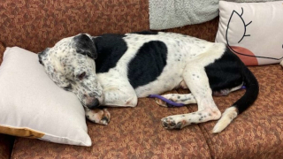 Illustration de l'article : Grâce à des randonneurs, Hawkeye, un chien perdu depuis 2 semaines, a pu être repéré au fond d’une cavité de 9 mètres de profondeur