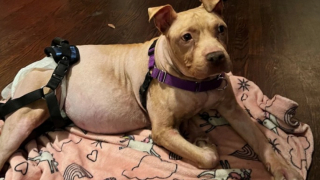 Illustration de l'article : Atteinte d’une maladie chronique liée au stress, cette chienne Pitbull attend avec espoir de trouver sa famille pour la vie