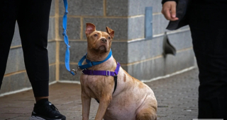 Illustration de l'article : Atteinte d’une maladie chronique liée au stress, cette chienne Pitbull attend avec espoir de trouver sa famille pour la vie