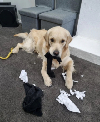 Illustration de l'article : Ce Golden Retriever de 7 mois au comportement destructeur a occasionné plus de 9 000 € de dégâts dans la maison de sa nouvelle famille (vidéo)