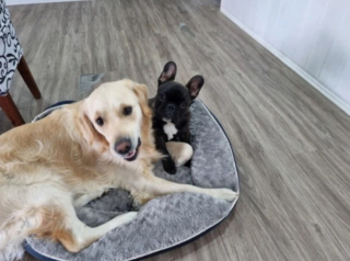 Illustration de l'article : Ce Golden Retriever de 7 mois au comportement destructeur a occasionné plus de 9 000 € de dégâts dans la maison de sa nouvelle famille (vidéo)