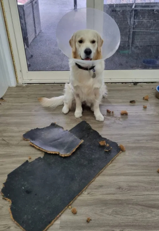 Illustration de l'article : Ce Golden Retriever de 7 mois au comportement destructeur a occasionné plus de 9 000 € de dégâts dans la maison de sa nouvelle famille (vidéo)