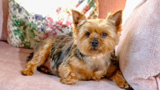 Illustration de l'article : Une petite chienne Yorkshire Terrier se transforme en véritable ange-gardien pour sa maîtresse séniore, en détectant le cancer dont elle est atteinte