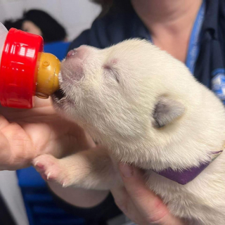 Illustration de l'article : Une femme au grand cœur repère un homme tentant d’offrir de tous jeunes chiots aux passants dans la rue