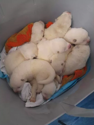 Illustration de l'article : Une femme au grand cœur repère un homme tentant d’offrir de tous jeunes chiots aux passants dans la rue