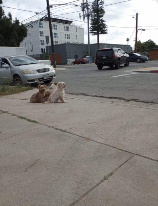 Illustration de l'article : Ces 3 chiens abandonn&eacute;s restent ensemble et soud&eacute;s dans l&rsquo;espoir que quelqu&rsquo;un vienne un jour les sauver (vid&eacute;o)