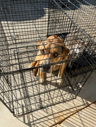 Illustration de l'article : Les bénévoles d’un refuge retrouvent 2 chiens abandonnés dans 2 cages, en compagnie d’un mot déchirant