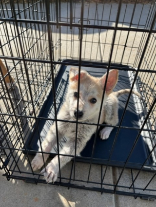 Illustration de l'article : Les bénévoles d’un refuge retrouvent 2 chiens abandonnés dans 2 cages, en compagnie d’un mot déchirant