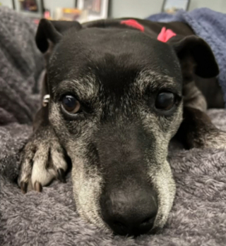 Illustration de l'article : Le moment émouvant où Terri, une chienne séniore qui a passé 7 ans dans un refuge, s’en va pour sa maison pour la vie