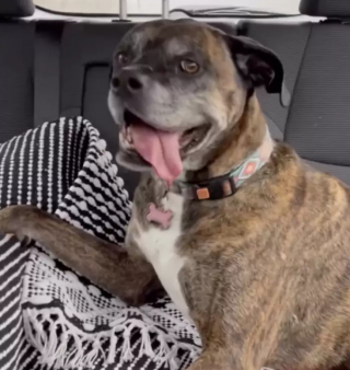 Illustration de l'article : Scout, une chienne portée disparue depuis 3 jours, est repérée par hasard par 2 bénévoles d’une association (vidéo)