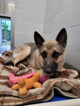 Illustration de l'article : Cette chienne abandonnée attachée à un poteau est récupérée par un refuge pour être adoptée