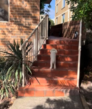 Illustration de l'article : Jax, un petit chien blanc, retrouve sa maitresse après avoir été séparé d’elle pendant une année entière (vidéo)