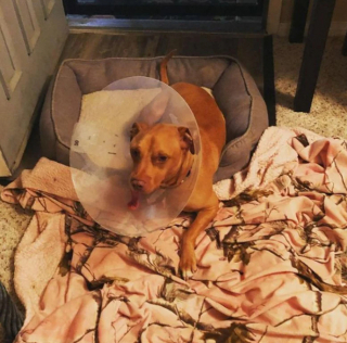 Illustration de l'article : Après plusieurs opérations, Bud, le croisé Bull Terrier à la langue pendante, peut compter sur le soutien de ses maîtres pour vivre normalement