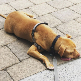 Illustration de l'article : Après plusieurs opérations, Bud, le croisé Bull Terrier à la langue pendante, peut compter sur le soutien de ses maîtres pour vivre normalement