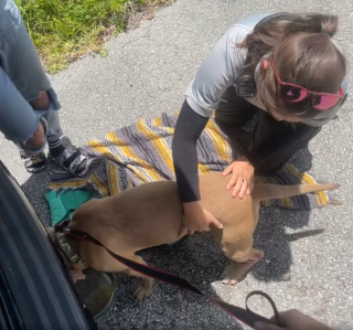 Illustration de l'article : Porté disparu depuis un an, Baxter, le croisé Pitbull, réapparait dans des circonstances révoltantes