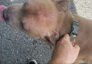 Illustration de l'article : Porté disparu depuis un an, Baxter, le croisé Pitbull, réapparait dans des circonstances révoltantes