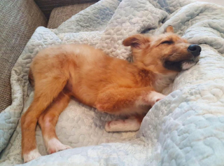 Illustration de l'article : Ce chiot errant, seul et blessé, hèle les passants dans la rue, dans l’espoir d’obtenir de l’aide et de l’amour en retour