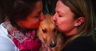 Illustration de l'article : Ce chiot errant, seul et blessé, hèle les passants dans la rue, dans l’espoir d’obtenir de l’aide et de l’amour en retour