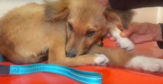 Illustration de l'article : Ce chiot errant, seul et blessé, hèle les passants dans la rue, dans l’espoir d’obtenir de l’aide et de l’amour en retour