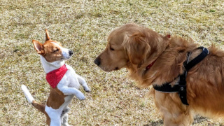 Illustration de l'article : Diego, le Jack Russel Terrier, se transforme en héros au cours d’une promenade en compagnie de son maître