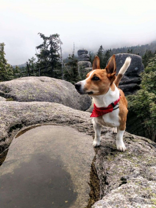 Illustration de l'article : Diego, le Jack Russel Terrier, se transforme en héros au cours d’une promenade en compagnie de son maître