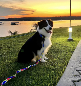 Illustration de l'article : Grâce à une caméra de sécurité, les maîtres de cette chienne Berger Australien découvrent comment elle s’occupe chaque jour pendant leur absence (vidéo)