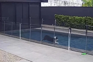 Illustration de l'article : Grâce à une caméra de sécurité, les maîtres de cette chienne Berger Australien découvrent comment elle s’occupe chaque jour pendant leur absence (vidéo)