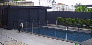 Illustration de l'article : Grâce à une caméra de sécurité, les maîtres de cette chienne Berger Australien découvrent comment elle s’occupe chaque jour pendant leur absence (vidéo)