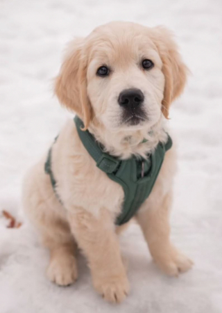 Illustration de l'article : Ce jeune Golden Retriever fait une découverte surprenante derrière la vitre de son appartement situé au 8e étage (vidéo)