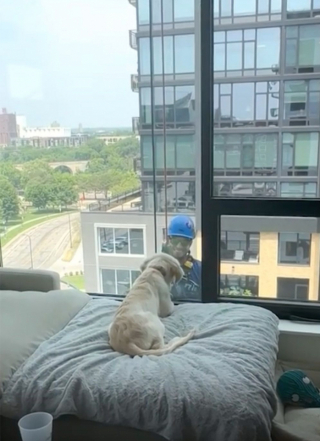Illustration de l'article : Ce jeune Golden Retriever fait une découverte surprenante derrière la vitre de son appartement situé au 8e étage (vidéo)